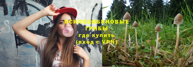 Галлюциногенные грибы Psilocybe  купить наркоту  Унеча 